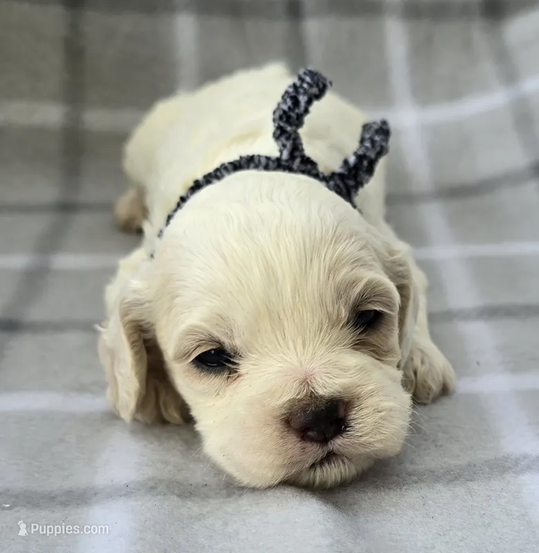 Mr. Black – Cockapoo puppy for sale in Blacksburg, VA