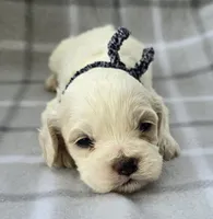 Mr. Black, a male Cockapoo for sale in Blacksburg, VA – 1 of 5
