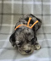 Mr. Orange, a male Cockapoo for sale in Blacksburg, VA – 2 of 5