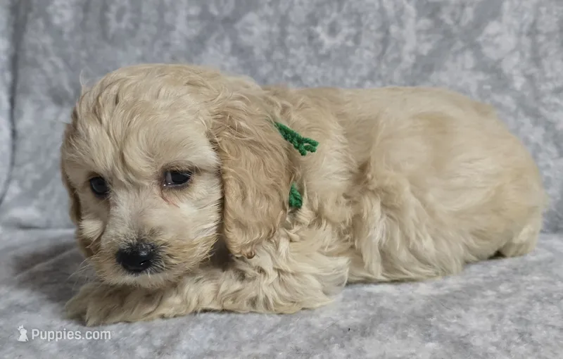 Mr. Green – Cockapoo puppy for sale in Blacksburg, VA