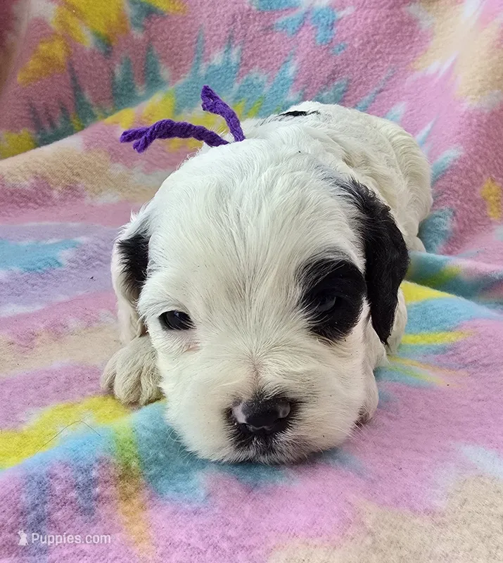 Miss Purple – Cockapoo puppy for sale in Blacksburg, VA