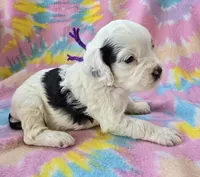 Miss Purple, a female Cockapoo for sale in Blacksburg, VA – 3 of 5