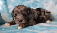 Merlin, a male Cockapoo for sale in Blacksburg, VA – Photo 2 of 4