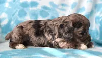 Merlin, a male Cockapoo for sale in Blacksburg, VA – Photo 3 of 4