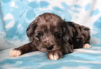 Merlin, a male Cockapoo for sale in Blacksburg, VA – Photo 1 of 4