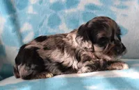 Lady Bug, a female Cockapoo for sale in Blacksburg, VA – Photo 3 of 3