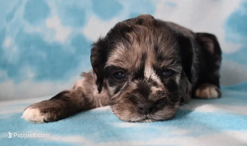 Lady Bug – Cockapoo puppy for sale in Blacksburg, VA