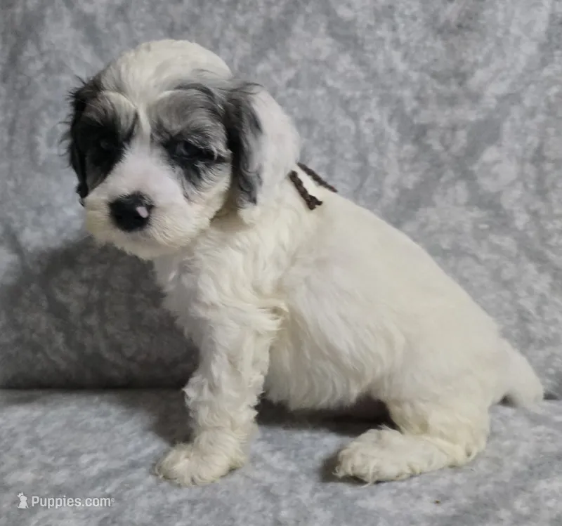 Mr. Brown – Cockapoo puppy for sale in Blacksburg, VA