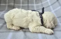 Mr. Black, a male Cockapoo for sale in Blacksburg, VA – 3 of 5