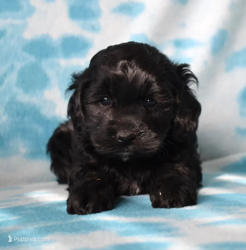 Marley – Cockapoo puppy for sale in Blacksburg, VA