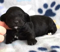 Marley, a female Cockapoo for sale in Blacksburg, VA – Photo 1 of 6