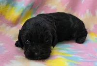 Miss Pink, a female Cockapoo for sale in Blacksburg, VA – 4 of 4