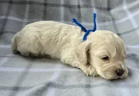 Mr. Blue, a male Cockapoo for sale in Blacksburg, VA – 2 of 4