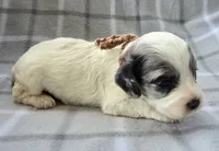 Mr. Brown, a male Cockapoo for sale in Blacksburg, VA – 3 of 5