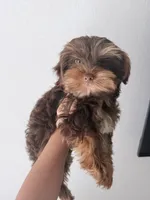 Cafe (chocolate Yorkie), a male Yorkshire Terrier for sale in Orlando, FL – Photo 3 of 3