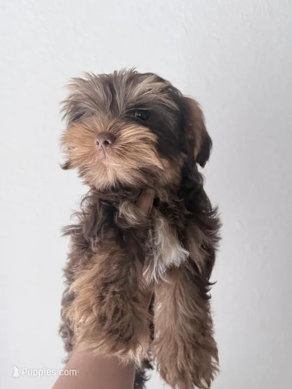 Cafe (chocolate Yorkie) – Yorkshire Terrier puppy for sale in Orlando, FL