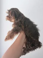 Cafe (chocolate Yorkie), a male Yorkshire Terrier for sale in Orlando, FL – Photo 2 of 3