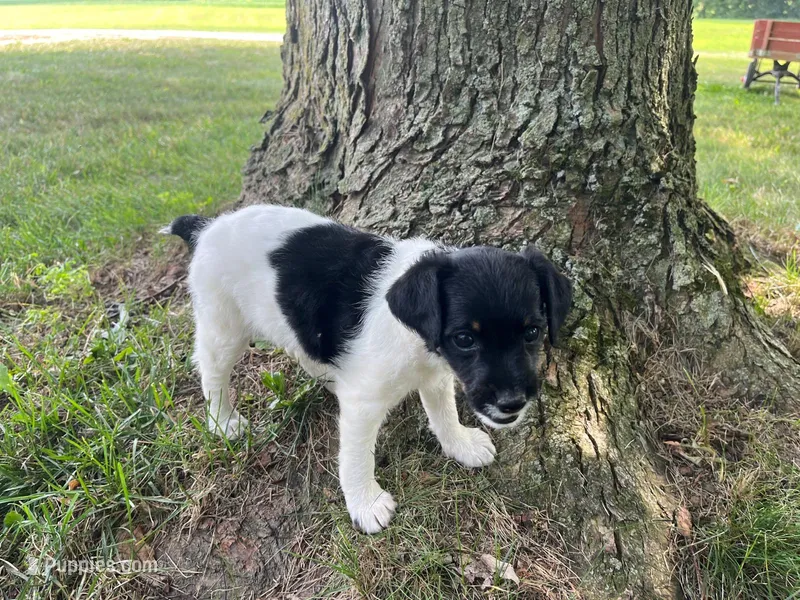 Kate – Jack Russell Terrier, Poodle - Miniature  puppy for sale in Dalton, OH