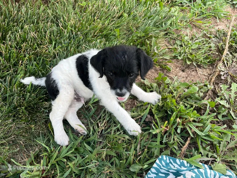 Chase – Jack Russell Terrier, Poodle - Miniature  puppy for sale in Dalton, OH