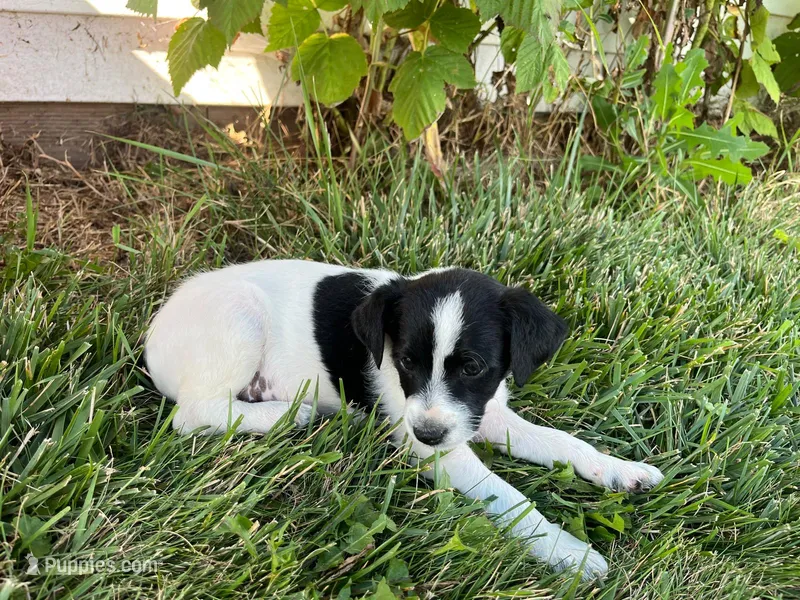 Skipper – Jack Russell Terrier, Poodle - Miniature  puppy for sale in Dalton, OH