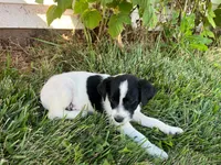 Skipper, a male Jack Russell Terrier and Poodle - Miniature  for sale in Dalton, OH – 1 of 1
