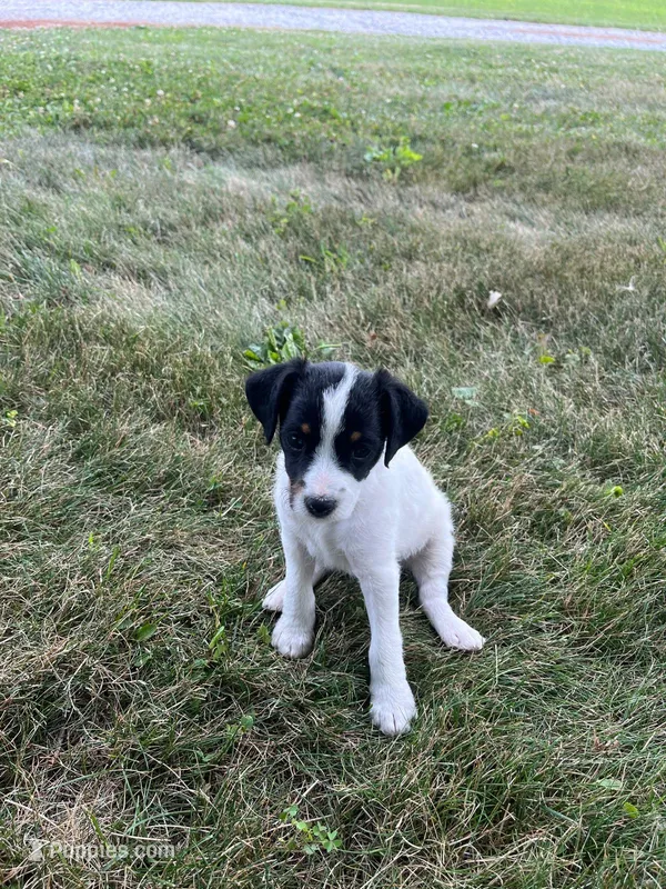Jessa – Jack Russell Terrier, Poodle - Miniature  puppy for sale in Dalton, OH