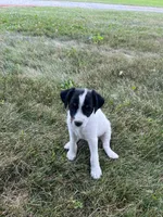 Jessa, a female Jack Russell Terrier and Poodle - Miniature  for sale in Dalton, OH – 1 of 1