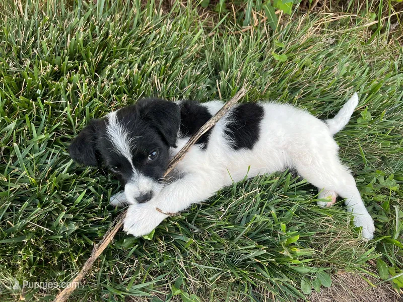 Oreo – Jack Russell Terrier, Poodle - Miniature  puppy for sale in Dalton, OH
