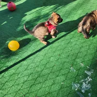 Ginger Spice, a female German Shepherd Dog for sale in Newfields, NH – Photo 10 of 10