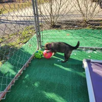 Ginger Spice, a female German Shepherd Dog for sale in Newfields, NH – Photo 9 of 10