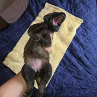 Ginger Spice, a female German Shepherd Dog for sale in Newfields, NH – Photo 3 of 10