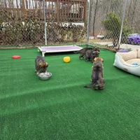 Ginger Spice, a female German Shepherd Dog for sale in Newfields, NH – Photo 2 of 10