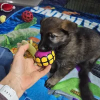 Ginger Spice, a female German Shepherd Dog for sale in Newfields, NH – Photo 8 of 10