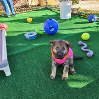 Ginger Spice, a female German Shepherd Dog for sale in Newfields, NH – Photo 7 of 10