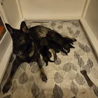 Ginger Spice, a female German Shepherd Dog for sale in Newfields, NH – Photo 6 of 10