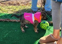 Ginger Spice, a female German Shepherd Dog for sale in Newfields, NH – Photo 4 of 10