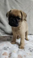 Bear, a male Brussels Griffon for sale in Willcox, AZ – 2 of 3
