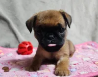 Tiff, a female Brussels Griffon for sale in Willcox, AZ – 3 of 3