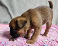 Tiff, a female Brussels Griffon for sale in Willcox, AZ – 2 of 3