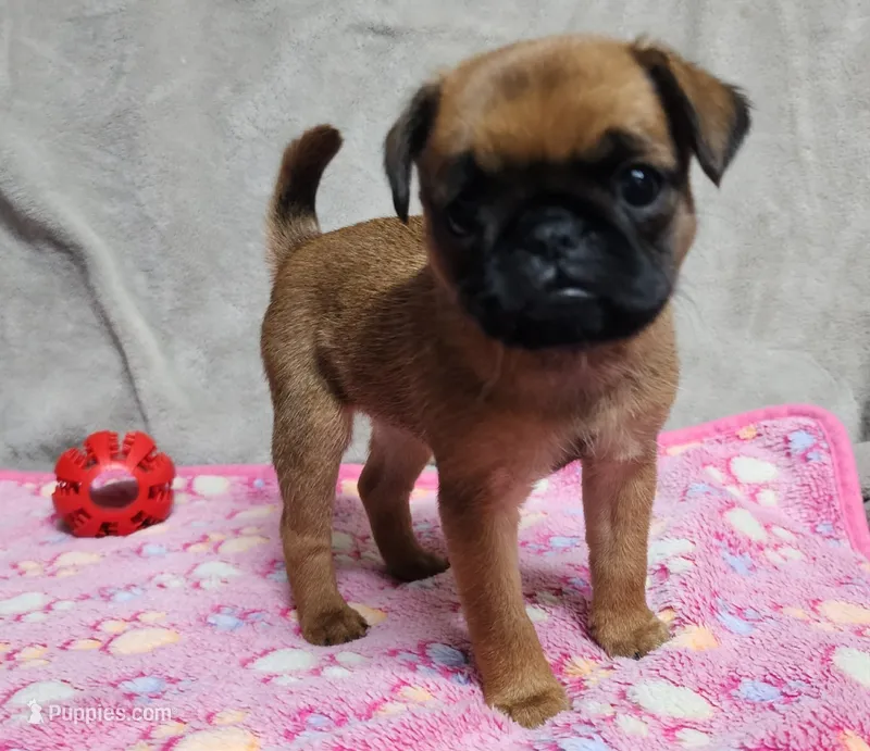 Tiff – Brussels Griffon puppy for sale in Willcox, AZ