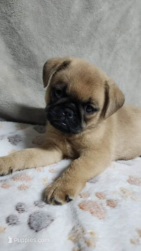 Bear – Brussels Griffon puppy for sale in Willcox, AZ
