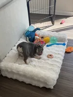 Maverick, a male French Bulldog for sale in Richmond, VA – 2 of 9
