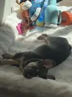Maverick, a male French Bulldog for sale in Richmond, VA – 7 of 9