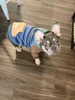 Maverick, a male French Bulldog for sale in Richmond, VA – 3 of 9