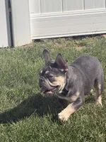 Maverick, a male French Bulldog for sale in Richmond, VA – 9 of 9
