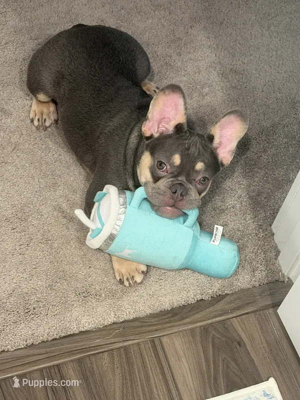Maverick – French Bulldog puppy for sale in Richmond, VA
