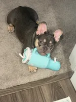 Maverick, a male French Bulldog for sale in Richmond, VA – 1 of 9