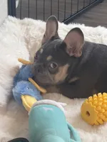 Maverick, a male French Bulldog for sale in Richmond, VA – 5 of 9