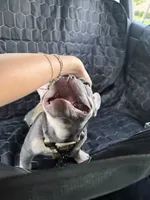 Maverick, a male French Bulldog for sale in Richmond, VA – 4 of 9
