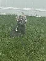 Maverick, a male French Bulldog for sale in Richmond, VA – 6 of 9